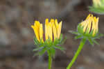 Missouri orange coneflower